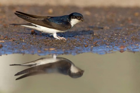 Mehlschwalbe, House Martin, Common House-Martin, Common House Martin, Northern House-Martin,