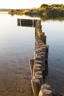 Wooden groynes on the eastern shore of Werbeliner See, Rackwitz, Saxon Lake District, Saxony,