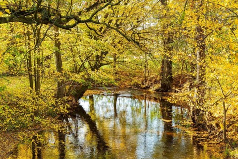 Große Röder in Hermsdorf in autumn, Ottendorf-Ockrilla, Saxony, Germany