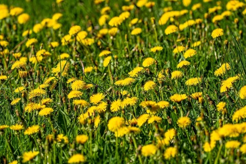 Meadow with dandelion, Taraxacum, yellow flowering, spring, landscape in Sauerland, North