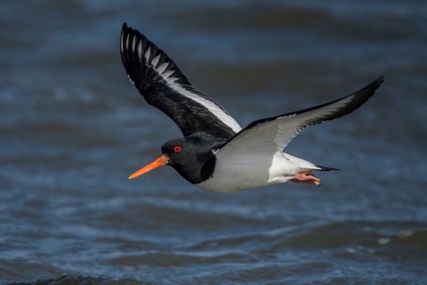 Eurasian Oystercatcher (Haematopus ostralegus) flying, Schleswig-Holstein, Germany