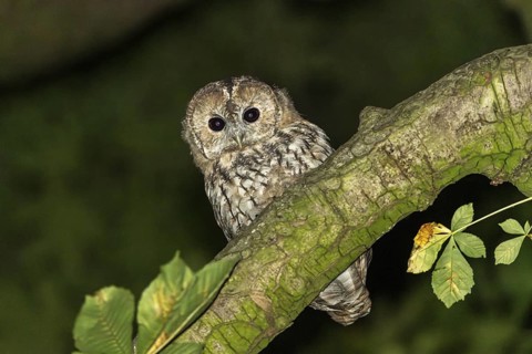 Tawny owl (Strix aluco), Westend Nord, Frankfurt am Main, Hesse, Germany