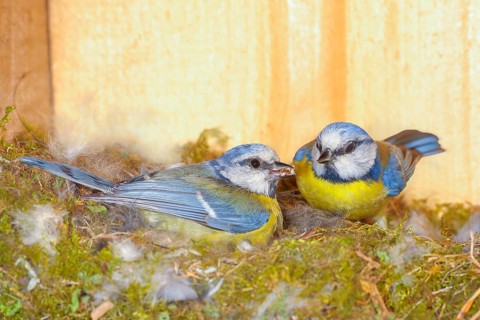 Blue tit (Parus caeruleus), female is feeding four-day-old young birds in the nesting box, being