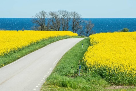 Country road through blooming rapeseed fields and with the Baltic Sea behind at Brantevik,