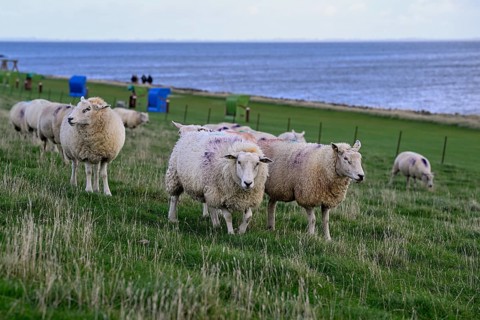 Sheep on a dyke, Pellworm Island, Schleswig-Holstein Wadden Sea National Park, North Frisia,