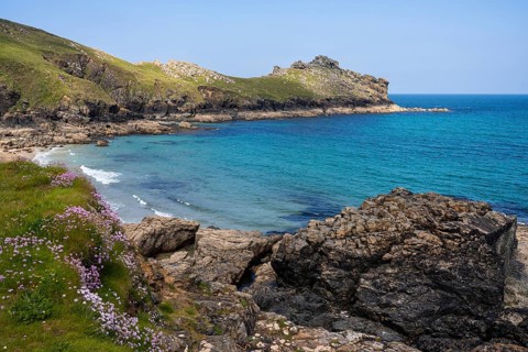 Coastal landscape. View of Gurnard's Head headland and Treen Cove. Flowering sea carnations