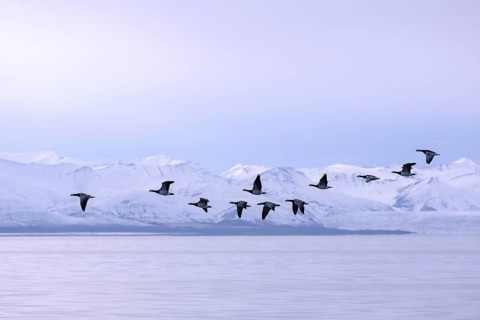 Barnacle geese (Branta leucopsis) flock flying over Billefjorden in summer, Svalbard, Spitsbergen,
