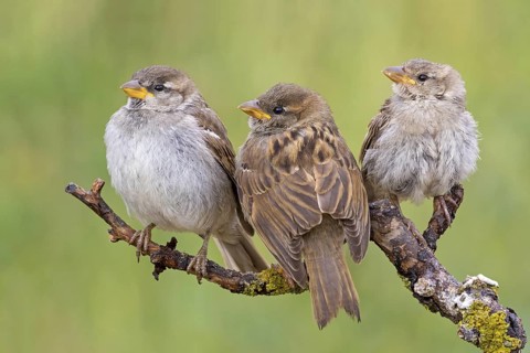 House sparrow, sparrow, house sparrow, (Passer domesticus), animals, birds, songbirds, family of