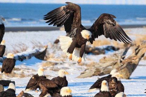 Bald Eagle (Haliaeetus leucocephalus), Bald Eagle, Homer, Kenai Peninsula, Alaska, USA