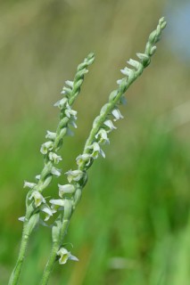 Autumn helleborine (Spiranthes spiralis), autumn helleborine, small orchids, very rare, flowering