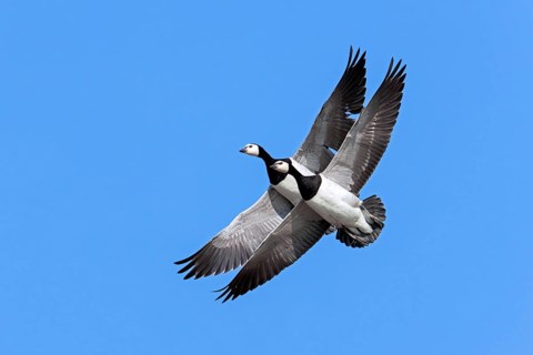 Two barnacle geese (Branta leucopsis) flying against blue sky