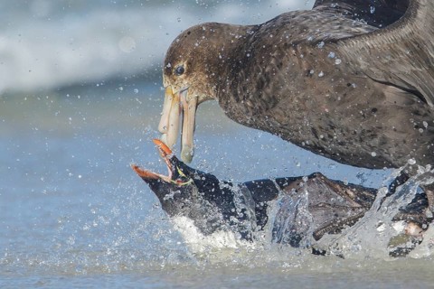 A Giant Petrel attacks a Rockhopper Penguin (Eudyptes chrysocome) as it emerges from the ocean in