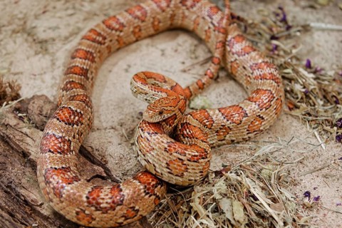 Close-up on a corn snake resting on the sand. Swarzedz, Poland