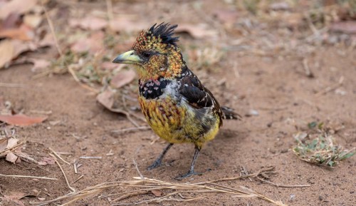 Crested Barbet (Trachyphonus vaillantii) or Black-backed Barbet, sitting on the ground, Kruger