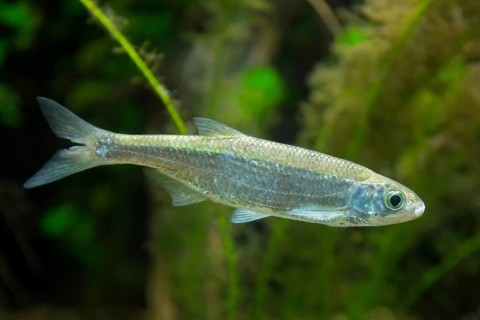 Common bleak (Alburnus alburnus, Cyprinus alburnus) freshwater coarse fish swimming underwater in