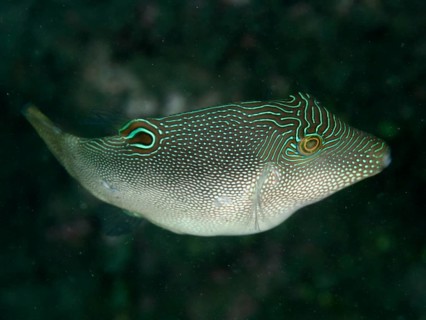 A fish with a conspicuous line and dot pattern, eye-spotted pufferfish (Canthigaster solandri), in