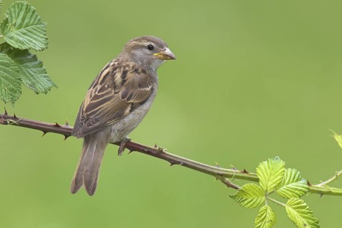 House Sparrow (Passer domesticus) juvenile, Berlin, Germany