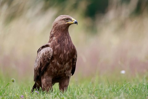 Lesser Spotted Eagle (Clanga pomarina) on grassland, Poland