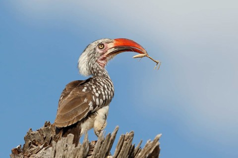 Southern Red-billed Hornbill, Tockus rufirostris, Botswana, Chobe NP