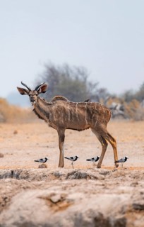 Greater kudu (Tragelaphus strepsiceros), adult male, and four birds Black-headed lapwing (Vanellus