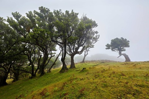 Nebelverhangene Landschaft mit gewundenen Bäumen und grünem Gras, Lorbeerwald, Fanal, Madeira