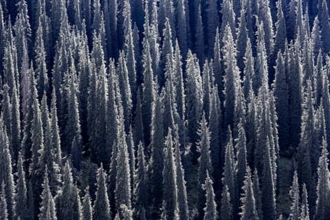 Coniferous forest, Many trees, Siberian Fir tree (Abies sibirica), Tien Shan Mountains, Kyrgyzstan
