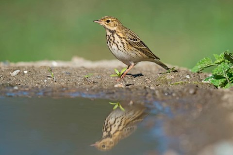 Tree Pipit (Anthus trivialis) at a waterhole, Aosta Valley, Italy