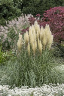 Pampas grass (Cortaderia selloana 'Pumila'), Cambridge Botanical Garden, Germany
