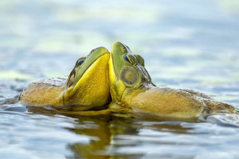 Bull frogs Lithobates catesbeianus. Male bull frogs fighting during the breeding season. La