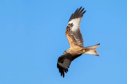 Red kite (Milvus milvus), in flight, Münster, Tyrol, Austria