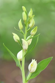 White Helleborine, Pale Helleborine, Cephalanthera damasonium, Orchidaceae, Orchid, Orchidaceae,