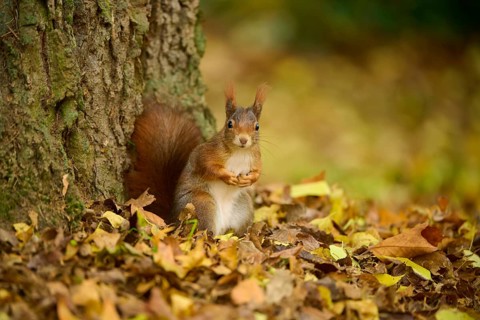 Eurasian squirrel (Sciurus vulgaris), standing among autumn leaves at the foot of a tree,