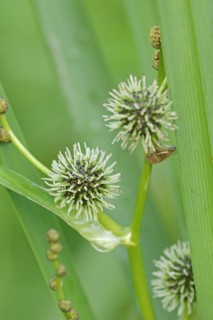 A branched hedgehog cattail or simplestem bur-reed (Sparganium erectum), inflorescence, North