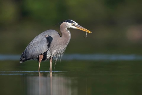 Great Blue Heron (Ardea herodias) with fish prey in beak, Canada