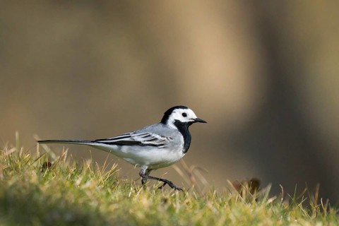 A white wagtail (Motacilla alba) in a meadow with characteristic black and white colouring, Hesse,