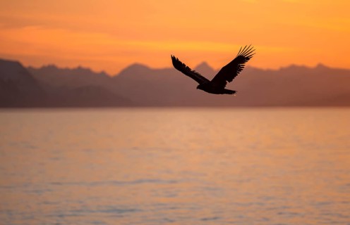 Bald eagle (Haliaeetus leucocephalus) flying in front of mountain silhouettes of the Aleutian