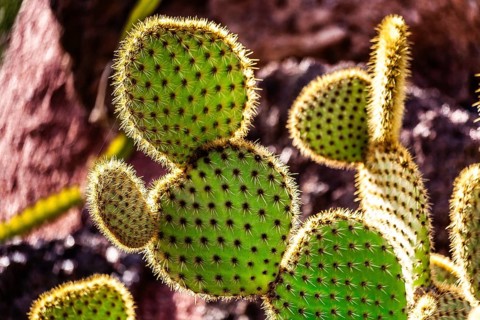 Jardin de Cactus with more than 10,000 cacti by Cesar Manrique, Guatiza, Lanzarote, Canary Islands,