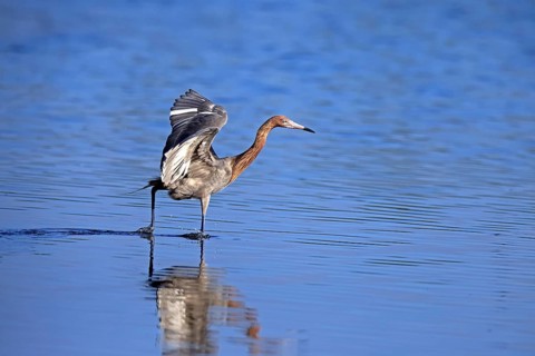 Reddish Egret (Egretta rufescens), adult, in water, foraging, hunting, alert, Merritt Island, Black