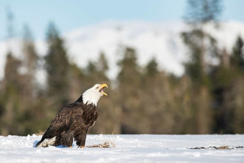 Bald Eagle (Haliaeetus leucocephalus) calling, perched on snow, Alaska, USA
