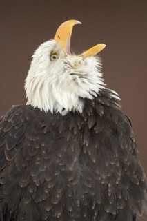 Bald Eagle (Haliaeetus leucocephalus) calling, Alaska, USA