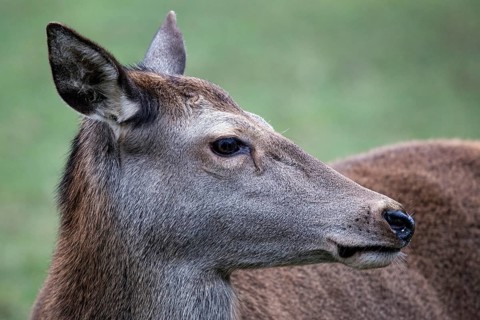 Red deer (Cervus elaphus), captive, Bad Mergentheim Wildlife Park, Baden-Württemberg, Germany