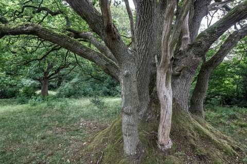 English oak (Quercus robur) in the Hutewald forest, Emsland, Lower Saxony, Germany