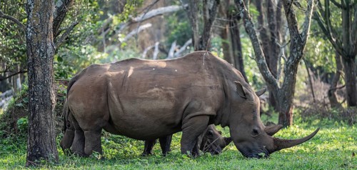 Southern white rhinoceros (Ceratotherium simum simum), Ziwa Rhino Sanctuary, Uganda