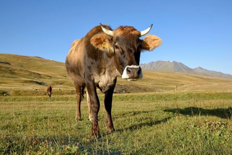 Cows on their summer pasture, West Karakol Valley, Tien Shan Mountains, Naryn region, Kyrgyzstan