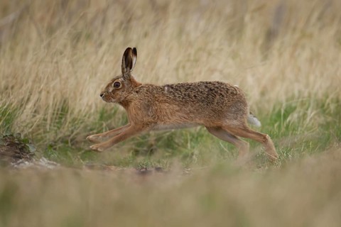 European brown hare (Lepus europaeus) adult animal running in grassland in spring, England, United