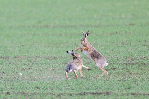 European hare (Lepus europaeus) mating season, so-called gathering time, hares fighting with each