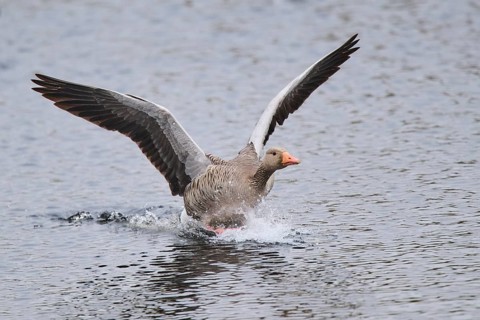 Graylag goose (Anser anser) landing in the water, Düne, Helgoland, Schleswig-Holstein, Germany