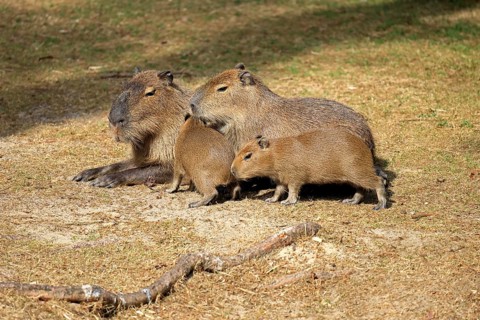 Capybara (Hydrochoerus hydrochaeris), capybara, adult, female, mother, young, on land, group,