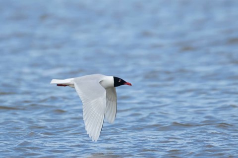Mediterranean gull (Ichthyaetus melanocephalus) adult bird flying low over water, England, United