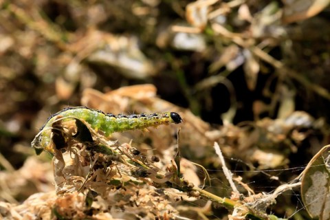 Box tree moth (Cydalima perspectalis), caterpillar, feeding on boxwood, clear feeding, Ellerstadt,